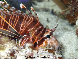 Lionfish
Canon G11 with just internal flash by Gerri Tomlinson 